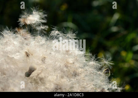 Fluffy thistle semi illuminata dal sole di sera vicino fino Foto Stock