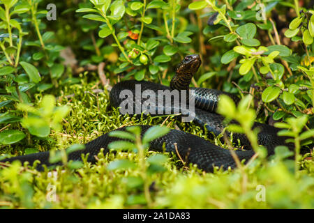 Black viper snake crogiolarsi al sole in erba Foto Stock