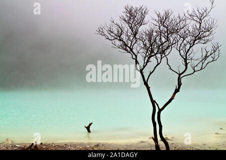 Gli alberi morti in corrispondenza del bordo del cratere vulcanico lago di Kawah Putih, Bandung Indonesia Foto Stock