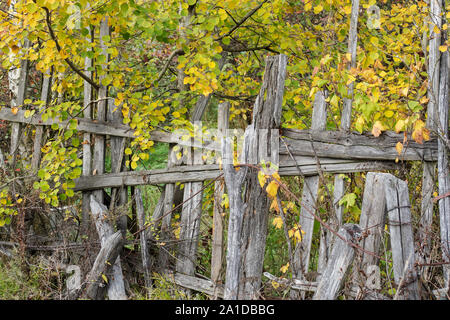 Il vecchio fatiscente staccionata in legno sullo sfondo del fogliame giallo Foto Stock