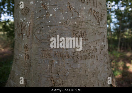 Il faggio di corteccia di albero che mostra le lettere intagliate, le iniziali dei nomi e anni al tronco Foto Stock