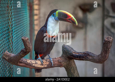 Carino toucan in piedi su un ramo Foto Stock