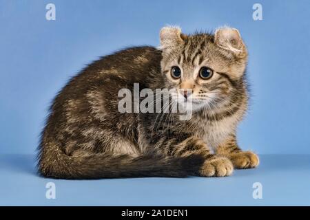 Breedcat American Curl (Felis silvestris catus), seduta, nero tabby spotted, giovani, dieci settimane, sfondo blu, Austria Foto Stock