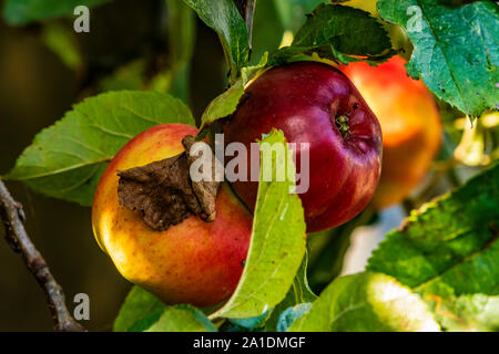 Mature mele rosse sulla struttura ad albero in autunno pronto per essere ritirato. Foto Stock