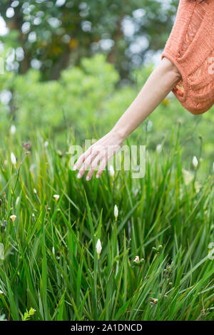 Donna di mano tocca alcuni fiori in campo. Foto Stock