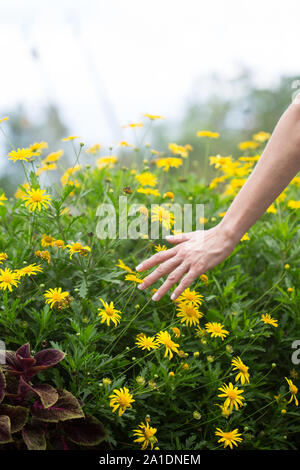 Donna di mano tocca alcuni fiori in campo. Foto Stock