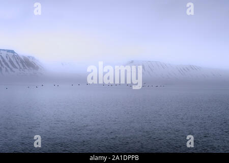 Gregge di Thick-fatturati Murres (Uria lomvia) o Brunnich's guillemots sovrastante Hinlopen Strait, isola Spitsbergen, arcipelago delle Svalbard, Norvegia Foto Stock