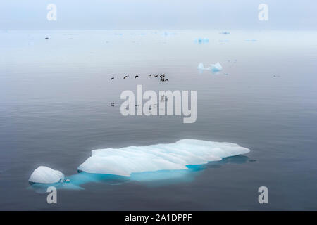 Gregge di Thick-fatturati Murres (Uria lomvia) o Brunnich's guillemots sovrastante Hinlopen Strait, isola Spitsbergen, arcipelago delle Svalbard, Norvegia Foto Stock