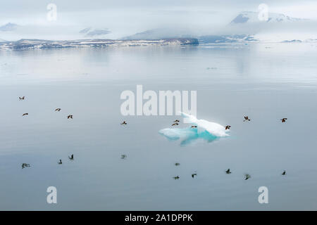 Gregge di Thick-fatturati Murres (Uria lomvia) o Brunnich's guillemots sovrastante Hinlopen Strait, isola Spitsbergen, arcipelago delle Svalbard, Norvegia Foto Stock