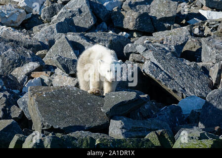 Polar Bear Cub (Ursus maritimus) con bocca sanguinosa la caccia degli uccelli all'uccello cliff Alkefjellet, Hinlopen Strait, Svalbard, Norvegia Foto Stock