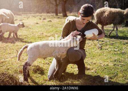 Giovane donna alimentazione di un agnello con una bottiglia di latte, alzata di mano Foto Stock