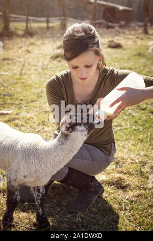 Allevamento e di crescita di un po' di agnello, alzata di mano e la protezione Foto Stock