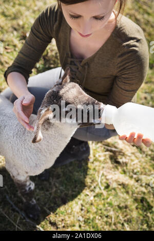 Alzata di mano da un po' di agnello carino, bere una bottiglia di latte Foto Stock