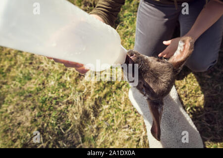 Agnello di latte da bere da una bottiglia, alzata di mano e la crescita da una pecora Foto Stock