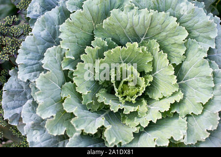 Isola di Mackinac, Michigan, Stati Uniti d'America - cavolo ornamentale (Brassica oleracea) fino in prossimità. Foto Stock