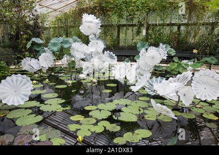 Dale Chihuly's bianco etereo persiano scultura di stagno in casa Ninfea a Kew Gardens, London, Regno Unito Foto Stock