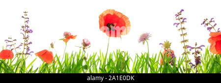 Colorati prati fioriti con papavero e di trifoglio, sfondo bianco, testata Foto Stock