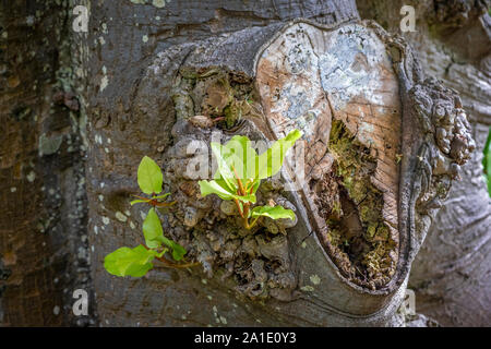 Il tubero tree in un meraviglioso parco a Tenerife Foto Stock