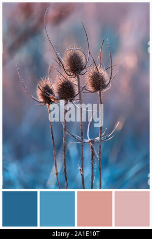 Blu e rosa tavolozza colori matching su teasel impianto in campo. Collage per combinazione di raccolta luce invernale e blu scuro tavolozza dei colori Foto Stock