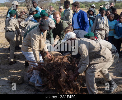 Il Duca di Sussex (centro) aiuta pianta un baobab durante una piantagione di alberi evento con bambini locali, presso il Parco Nazionale Chobe, Botswana. Foto Stock