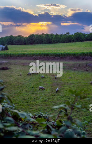 Suggestivo tramonto in campagna, allevamento di pecore pascolano sul prato verde. Bellissimo paesaggio naturale vista Foto Stock