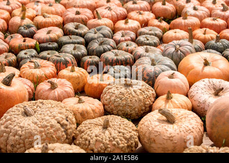 La Cucurbita maxima, diversi tipi di zucca squash, Ringraziamento o di sfondo di halloween Foto Stock