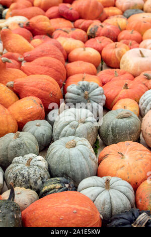 Diversi tipi di Cucurbita, zucche sfondo per il giorno del Ringraziamento e Halloween Foto Stock