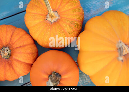 Flatlay, diversi tipi di zucche sulla botte blu tabella, sfondo vegetale Foto Stock