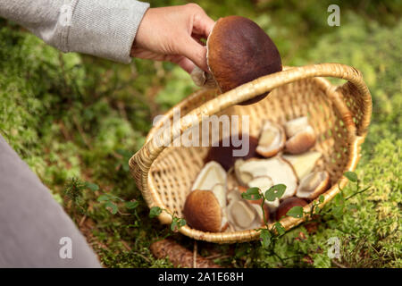 Donna messa a funghi porcini in un cestello, foresta di muschio sfondo, Boletus edulis Foto Stock