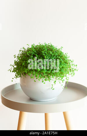 Houseplant Soleirolia soleirolii nel vaso bianco Foto Stock