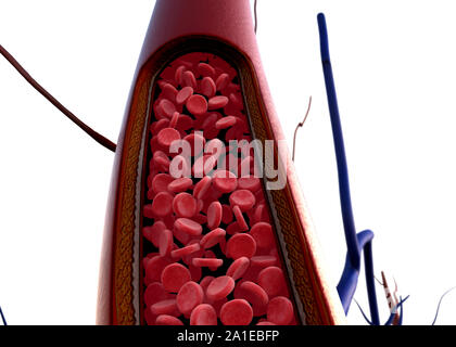 I vasi sanguigni, cuore, arteria mostrato con una sezione tagliata, di alta qualità di rendering originale con texture e illuminazione globale, la contrazione del sangue Foto Stock