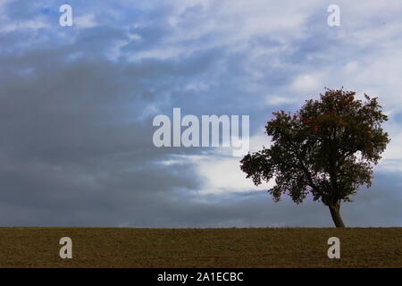 Campo Arato e cielo tempestoso con un singolo albero di mele all'orizzonte Foto Stock