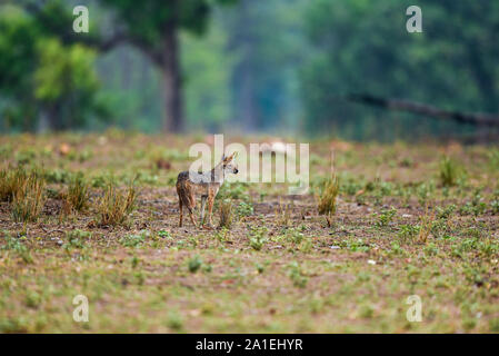 Natura paesaggio dipinto da sciacallo indiano o Canis aureus indicus Himalayan jackal o Golden jackal in mattina presto ore blu al Parco Nazionale di Kanha Foto Stock