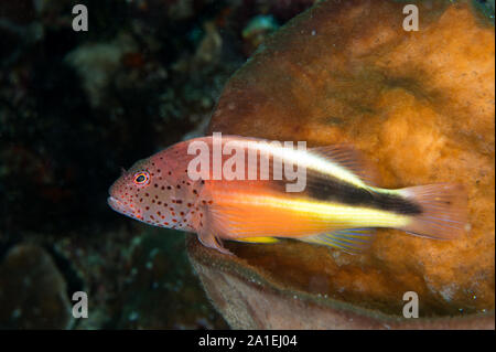 Freckled Hawkfish, Paracirrhites forsteri,Sulawesi Indonesia. Foto Stock