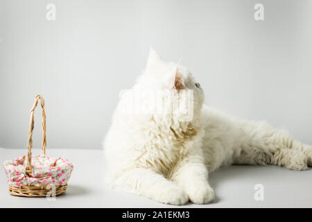 Bianco gatto persiano con lana che cipiglio e cesto di legno su sfondo bianco. Maschio persiano gatto Fluffy white in studio. White cat carino e peloso scow Foto Stock