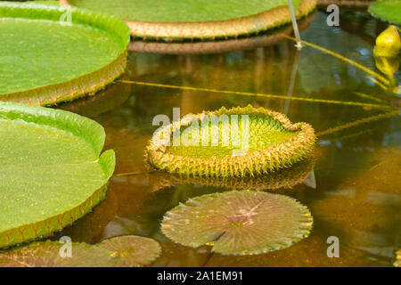 Il rigoglioso verde foglia di Victoria Amazonis, una giovane foglia si dispiega sulla superficie dell'acqua, sullo sfondo della natura close-up Foto Stock