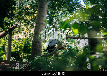 Gymnogene, African Harrier Hawk in un bosco di Città del Capo in Sud Africa Foto Stock