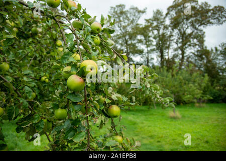 Mele è pronta per il raccolto in un frutteto in inglese Foto Stock