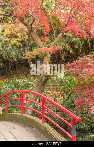 Il fogliame di autunno che si affaccia sul ponte rosso del tempio giapponese Benzaiten nella foresta parc di Inokashira nella città di Kichijoji Foto Stock