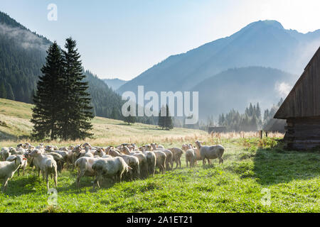 Pecore al pascolo sul prato di mattina presto in montagne Tatra Chocholowska valle,Polonia. Foto Stock