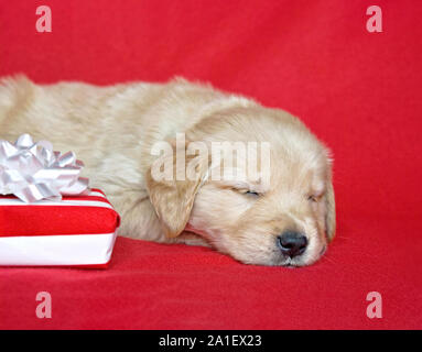 Golden Retriever cucciolo dorme da striped regalo di Natale e prua bianco su rosso Foto Stock