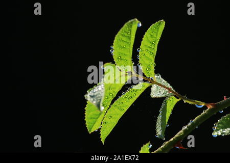 Gocce di rugiada sulla rosa anca lascia Foto Stock