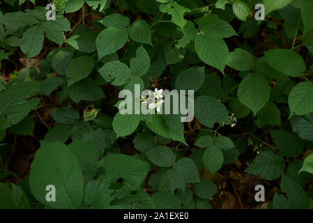 Arbusto di Rubus idaeus in fiore Foto Stock