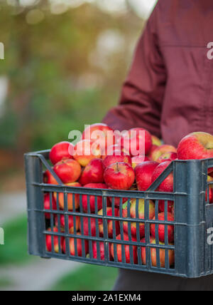 Raccolto autunnale di mele rosse in un cestello, sotto un albero nel giardino, su un sfondo sfocato, alla fine della luce di mezzogiorno. La raccolta di mele in gar Foto Stock