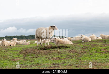 Gruppo di pecore animali sulla terra di erica in Ede Holland sul parco nazionale de veluwezoom Foto Stock