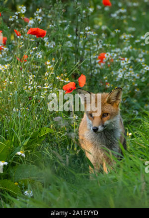 Il novellame di Fox in un campo di fiori selvatici. Foto Stock