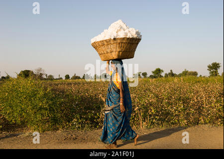 INDIA, Madhya Pradesh, Nimad regione, Khargone , agricoltore tribale della cooperativa Shiv Krishi Utthan Sanstha harvest fair trade organic cotton , donna portare la resa nel cestello per il loro villaggio Foto Stock