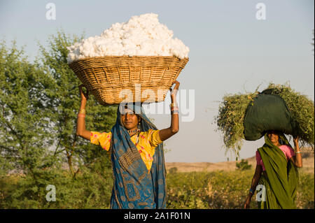 INDIA, Madhya Pradesh, Nimad regione, Khargone , agricoltore tribale della cooperativa Shiv Krishi Utthan Sanstha harvest fair trade organic cotton , donna portare la resa nel cestello per il loro villaggio Foto Stock