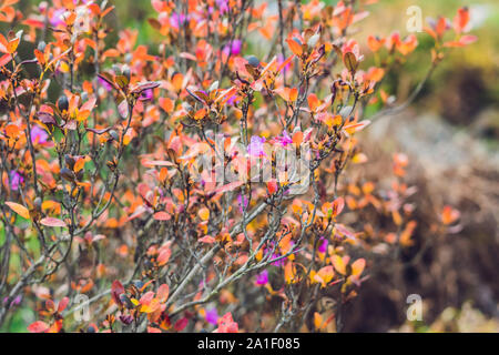 Fiori di colore rosa su un rododendro chiamato 'Point Defiance'. Foto Stock