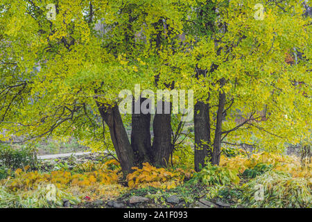 Tree ginkgo in autunno, giallo cadono le foglie. Foto Stock